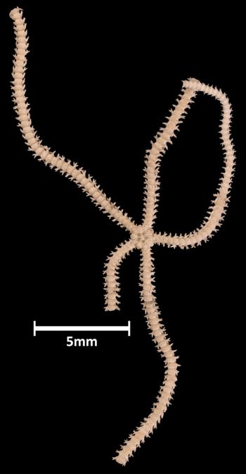 Media type: image;   Invertebrate Zoology OPH-1095 Aspect: dorsal